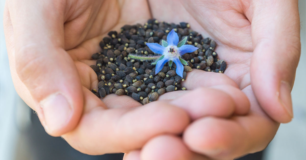 borage_seed_protein